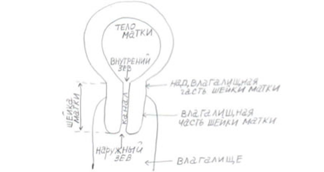 Зрелая матка. Размеры влагалищной части шейки матки. Шейка матки анатомия Размеры.